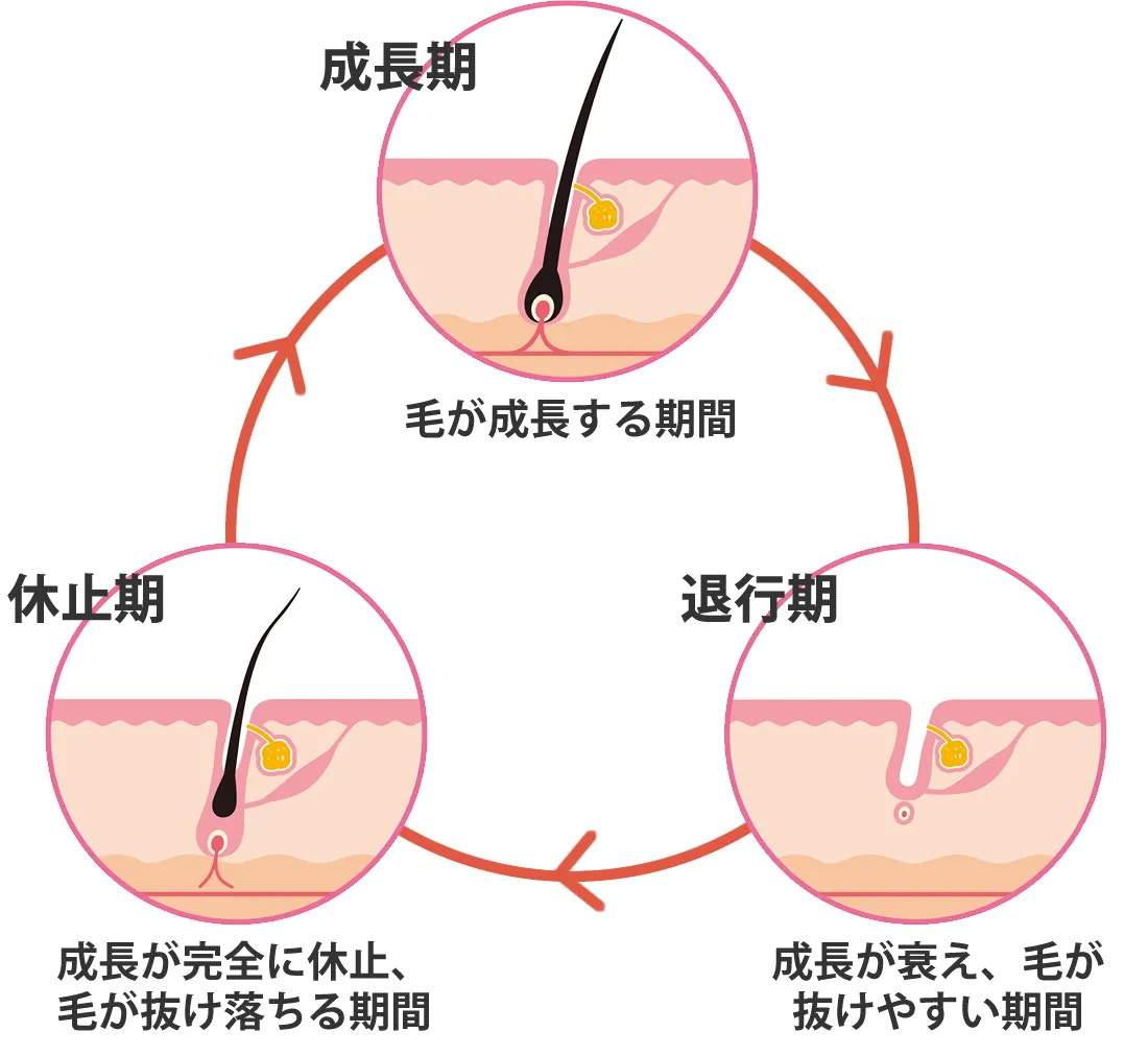 毛の周期